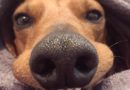 Почему у собаки сухой нос