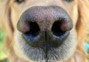 20 фактов про собачий нос